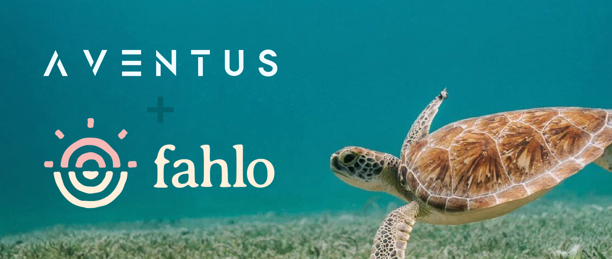 Underwater photo of a turtle swimming in a shallow region of the ocean. The logos of Aventus and Fahlo overlayed on top